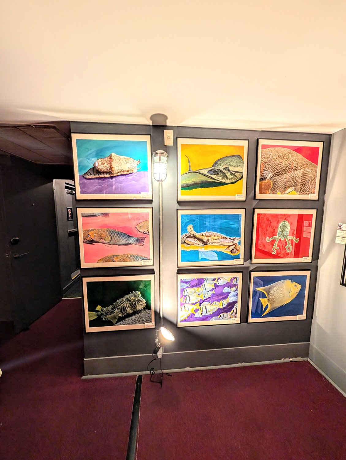 A wall of Patrick Louis's framed sea-life paintings on exhibition