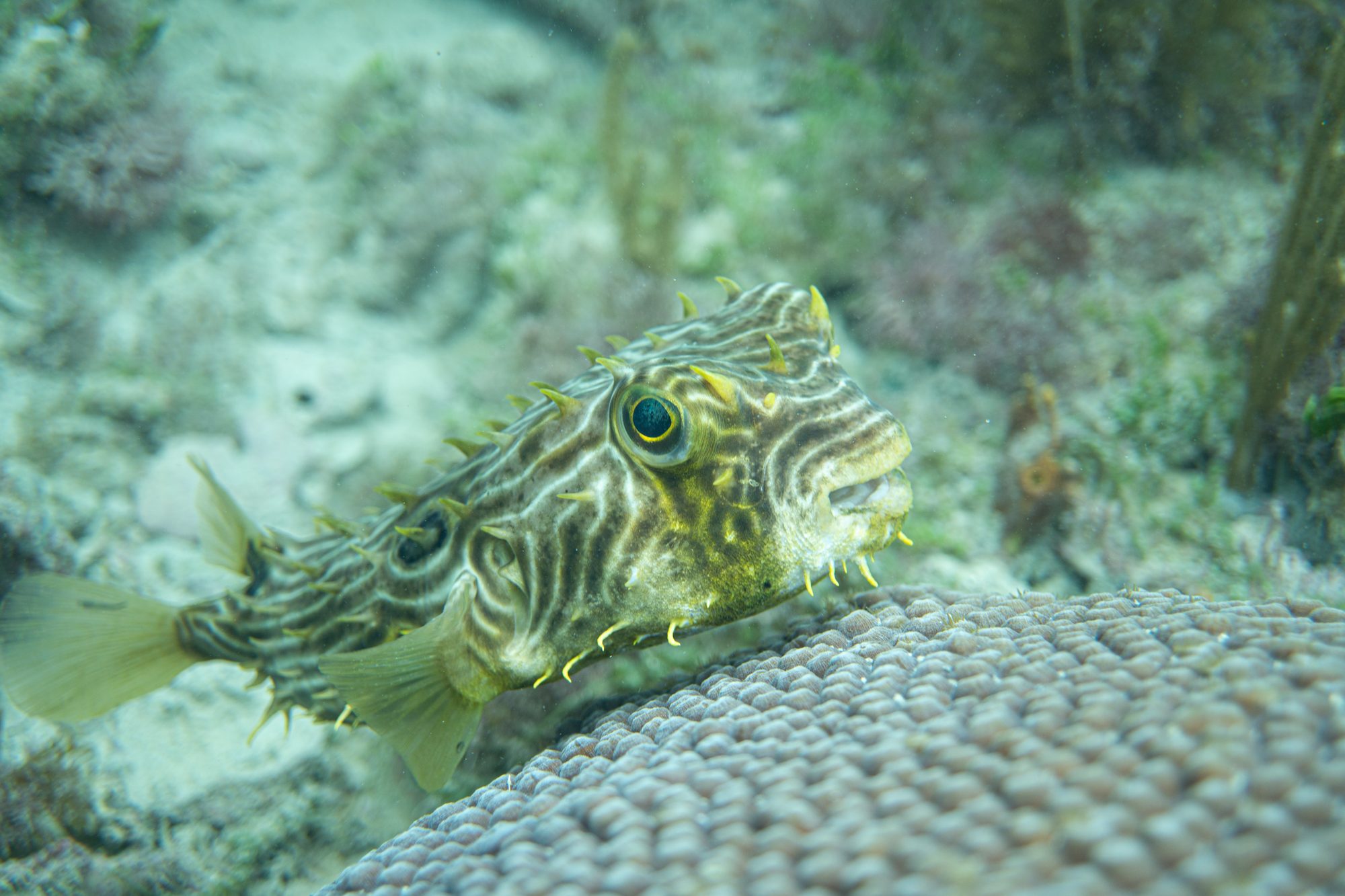 The living reef off Miami Beach