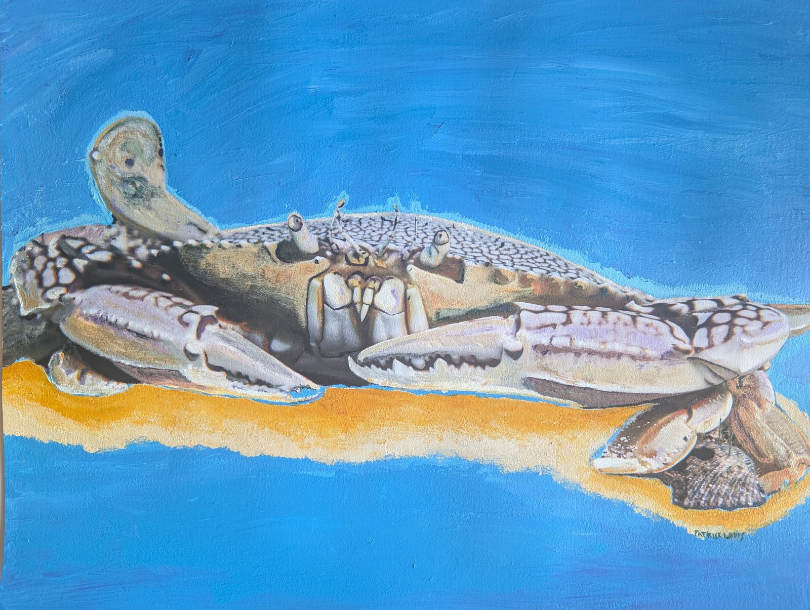 Atlantic Blue Crab