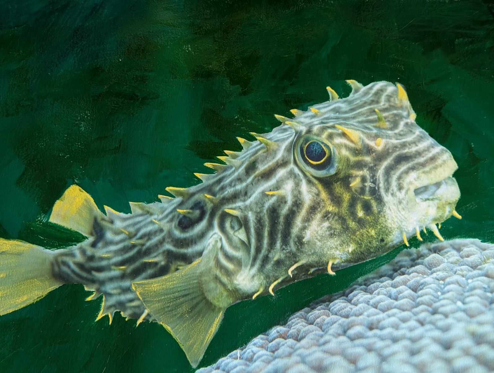 Striped Burrfish
